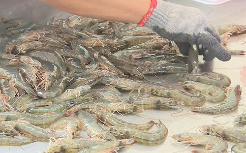 中國跳票還砍價 白蝦報價僅台灣一半 宏國蝦農不滿拒賣