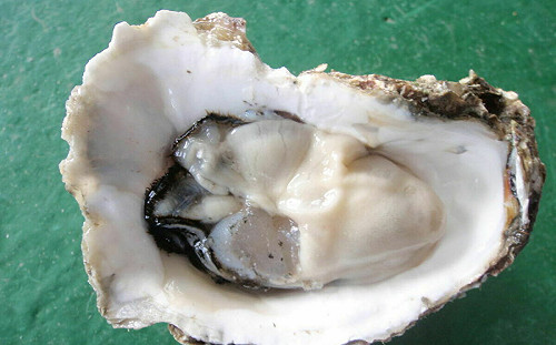 傳大量中國牡蠣洗產地來台！漁業署：啟動4階段專案稽查