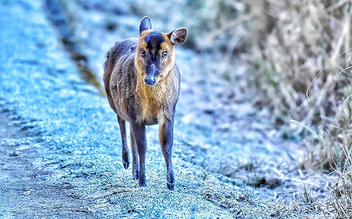 懶人包》寒流發威高山飄雪！9大追雪景點雪訊一次看
