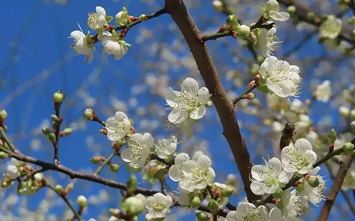 搭捷運賞另類雪景！北坄奇岩站白梅綻放中