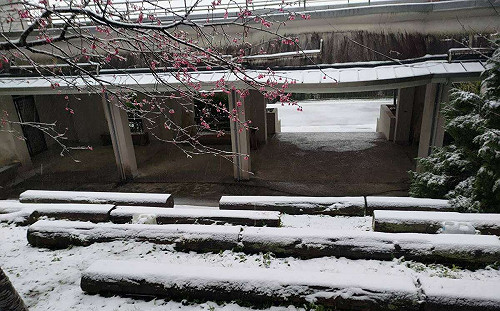 桃園拉拉山、東眼山也下雪！雪景與櫻花相呼應 美照大公開
