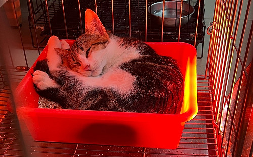 寒流來襲 新北動物之家啟動三防護措施助毛寶貝禦寒