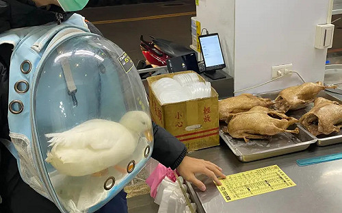 飼主帶寵物鴨進當歸鴨店！牠傻眼被震撼教育