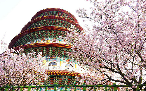 櫻花開了！無極天元宮2/5起開放夜間賞櫻