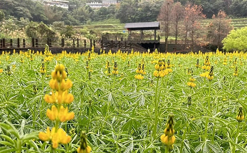 春天腳步近了！貓空魯冰花繽紛綻放中