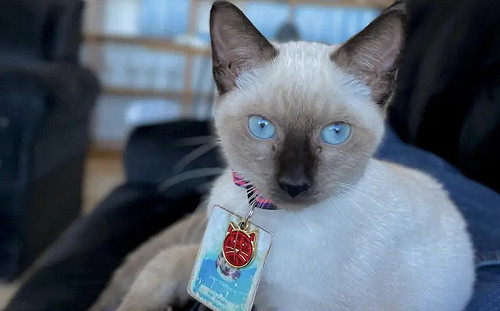 公司秒霸氣收編！奧客投訴流浪貓太礙眼