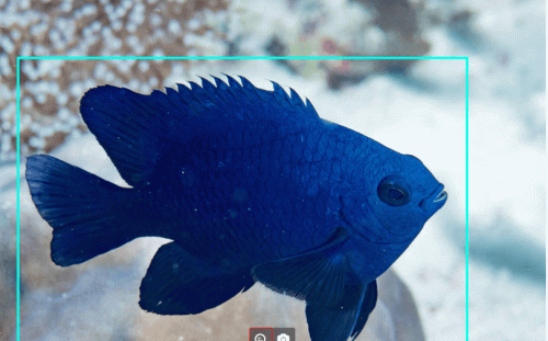 利用AI辨識海洋生物！海委會：更精準監測生物種類