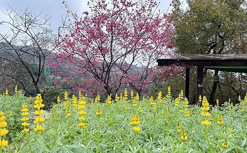 走春賞花去！北市動物園「魯冰花」絕美綻放  打卡上傳抽好禮
