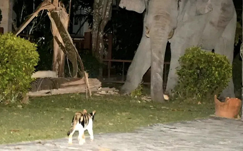 嚇跑4噸重野象！3歲貓皇守護家園