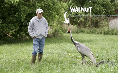 愛上保育員狠殺2公鶴！傳奇母鶴高齡逝世