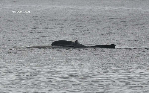 大翅鯨保育計畫！台東縣府：目擊回報就送小禮物