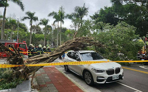 北市信義區路樹倒塌砸中BMW、1人送醫 議員：褐根病引起 