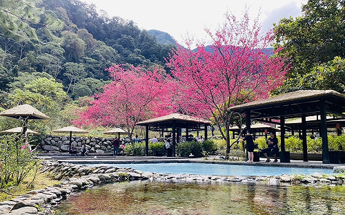 春節旅遊攻略！中部森林遊樂區賞櫻踏青去