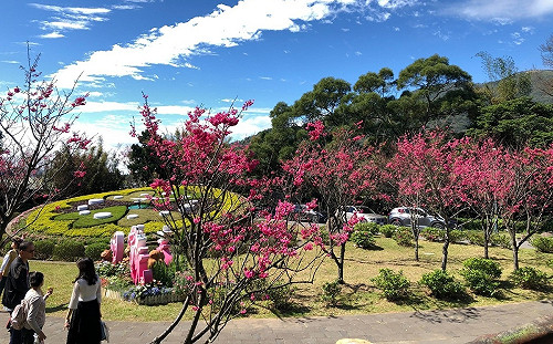 陽明山花季開始了！仰德大道交管路段曝光