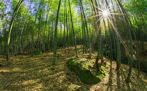 櫻花樹下享用竹筒飯！南投小半天「竹夢森活節」2/24浪漫登場