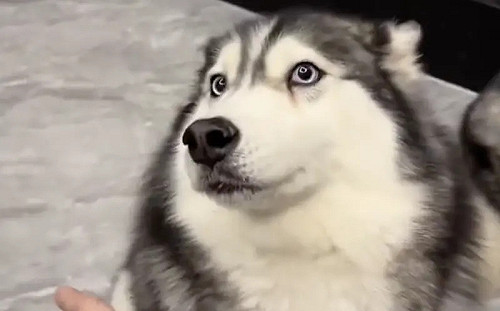 完美躲避奇襲！哈士奇練100％閃巴掌技能