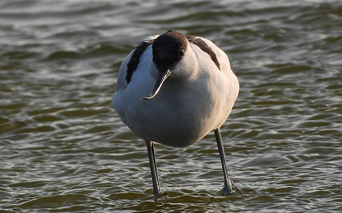 嘉義走春去！鰲鼓濕地賞鳥、看鴨近距離接觸 好不熱鬧