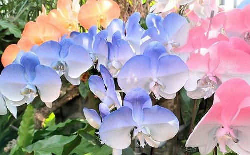 台灣蝴蝶蘭輸美零關稅！業者歡呼：重新定義｢全球蘭花王國｣的價值