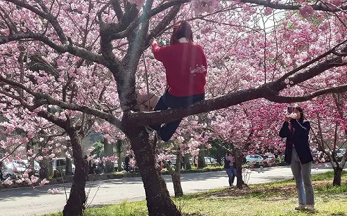 遊客爬上櫻花樹拍照！罰則曝光