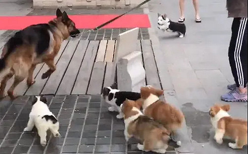 一群小柯基半路認德牧當爹！網想起過年惡夢