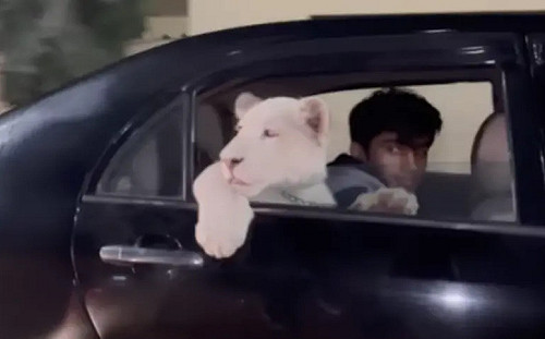 停紅燈驚見「轎車後座有獅子」！超萌畫面曝