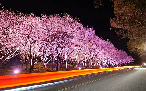 武陵賞櫻2常見違規需注意！雪管處：若觸犯3年不可入園