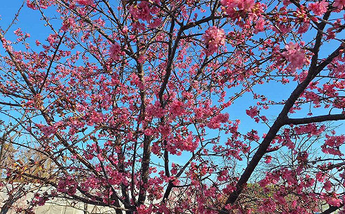 泰安櫻花季2/25登場！「最美派出所」交管看這裡