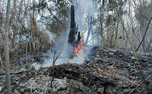 台中梨山森林大火！大火延燒6.3公頃 陸空聯合搶救畫面曝光