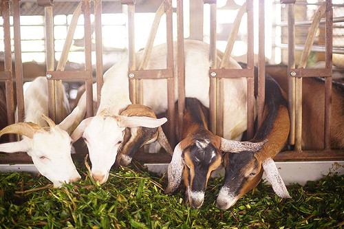 夏日親子遊提案！拜訪羊咩咩的家