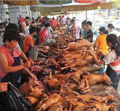 廣西玉林狗肉節　抗議聲中如期登場