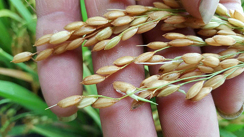 穗上發芽 農糧署收購災害稻穀