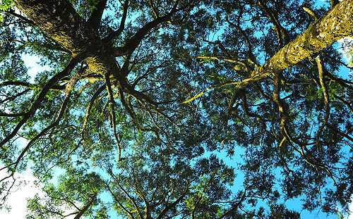 古蹟在師大 稀有「台灣油杉」摸得到