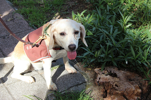 蛤!?毛小孩嘛也會作醫生