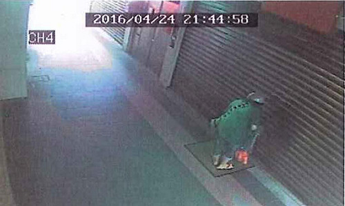 婦人棄貓獲判免罰  新北動保處上訴