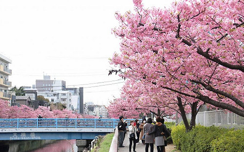 東京賞櫻不想人擠人？5處必知私房景點一次看