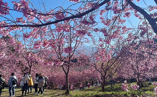 免費接駁遊客到偏遠旅宿 參山處再增6條路線