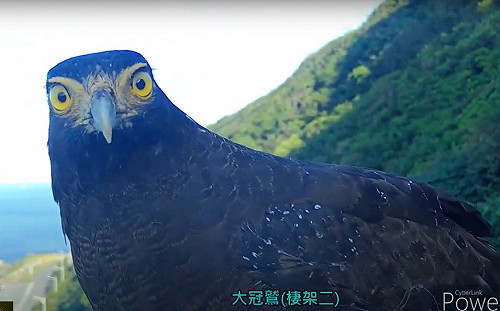 基隆沿海山坡工程生物友善 大冠鷲玩自拍萌暈網友