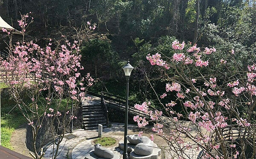賞花祈福拍美照！台北指南風景區500株春櫻盛開超浪漫 