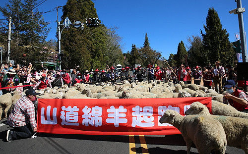 清境奔羊節113頭羊狂奔畫面曝！網友敲碗假日舉辦 小編神回笑翻網