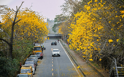 春遊賞花去！嘉義縣黃花風鈴木、櫻花、麝香木接力綻放
