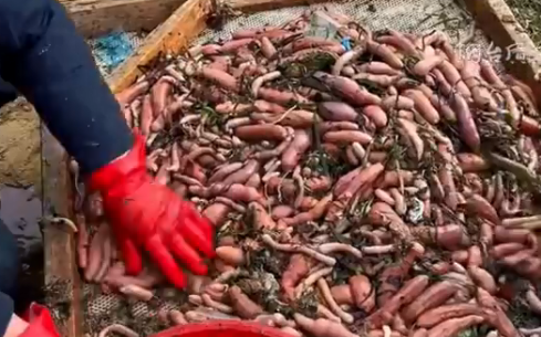 中國悲歌！山東煙台海邊出現大批「陰莖魚」警方證實多人搶撈溺斃