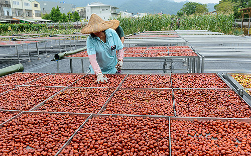 春季宜養肝！中醫師：飲用紅棗水可保護肝臟