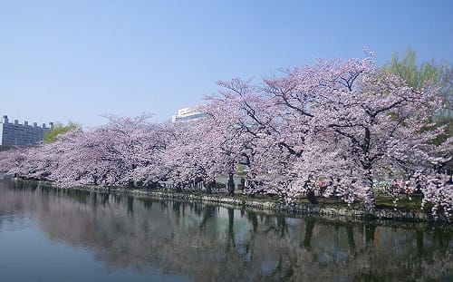 2026東京賞櫻必看！林氏璧分享18年追櫻心得：我會押「這兩天」