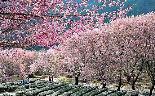 脫序賞櫻！遊客爬樹、踩花田  武陵農場：違反國家公園法將開罰