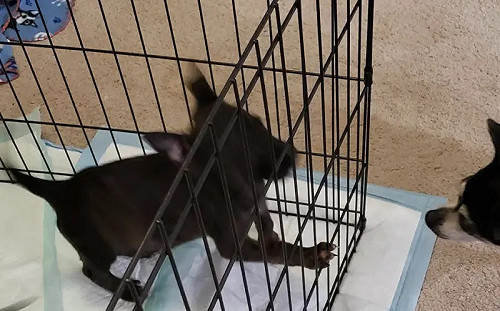 見正臉照傻眼！他以為收編到吉娃娃姊妹