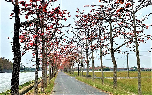 白河木棉花已開7成！春季台南一日遊：日賞花海夜賞燈會