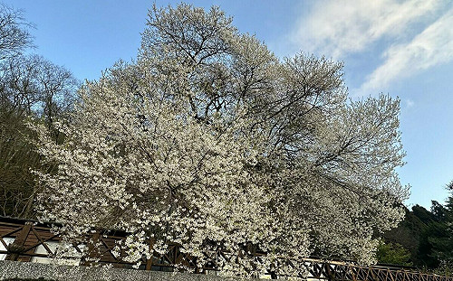 苗栗觀霧山莊櫻王炸開！超吸睛美照公開