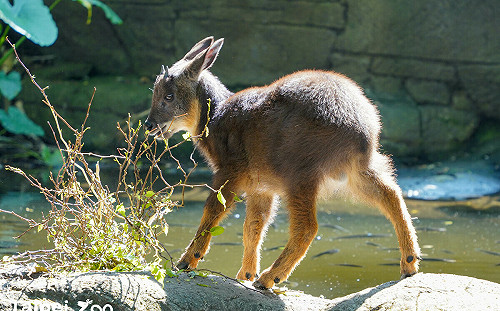 過於親人無法野放！野山羊「皮蛋」入住動物園