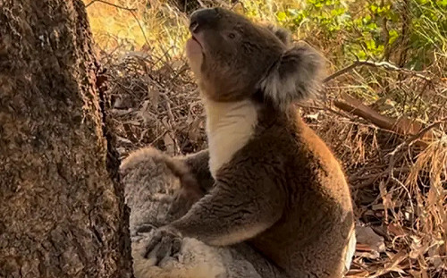 無尾熊不幸摔死！老公緊抱屍體仰頭痛哭