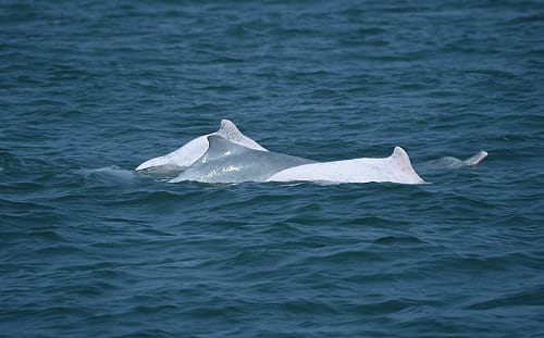 白海豚淪犧牲品？環團控「台中港填海工程」規避環評 港務公司回應了